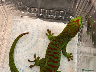 Gecko reptiles High Red Giant Day Gecko - Advert 9
