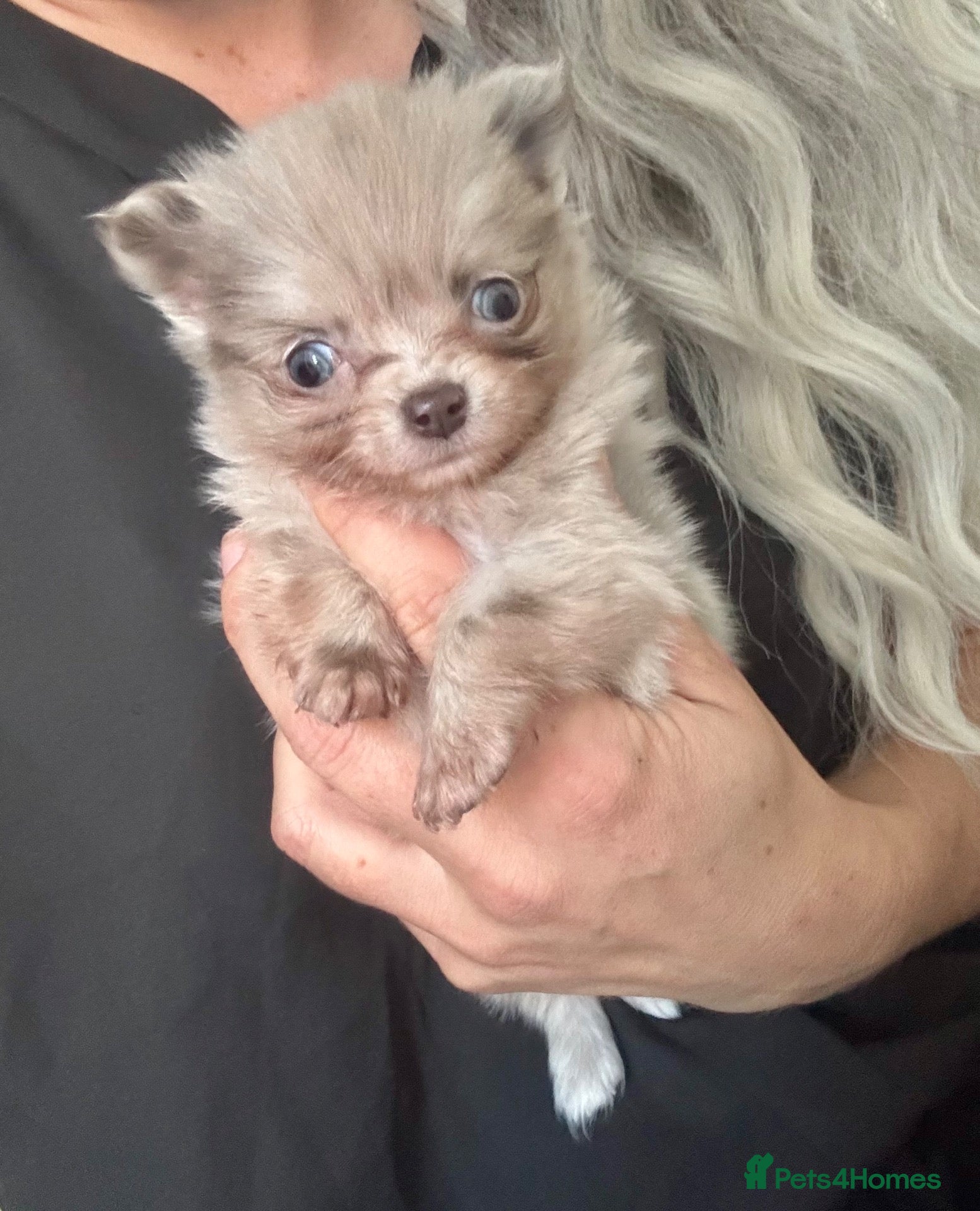 Chihuahua dogs Tiny lilac merle female chihuahua/ Pomeranian  - Advert 1