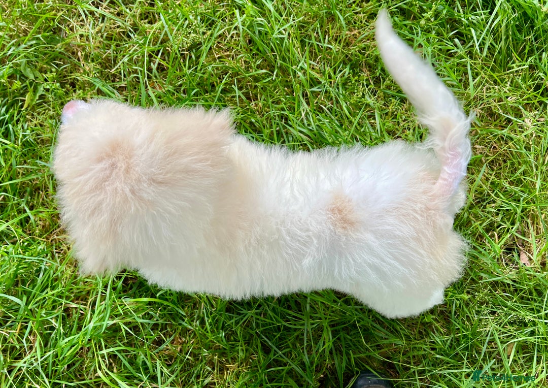 Standard Poodle dogs for sale: Stunning KC reg standard poodle  - Image 9