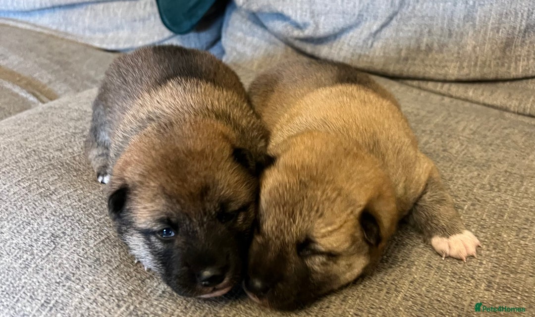 Japanese Shiba Inu dogs for sale: K.C reg Japanese Shiba Inu Puppies - Image 1