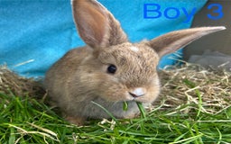 Dwarf Lop rabbits for sale: Baby bunnies looking for forever homes - Image 4