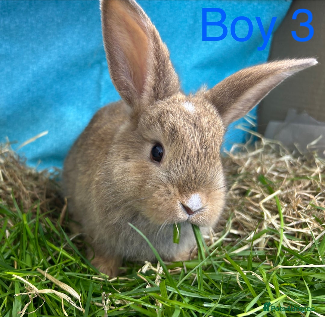 Dwarf Lop rabbits for sale: Baby bunnies looking for forever homes - Image 4