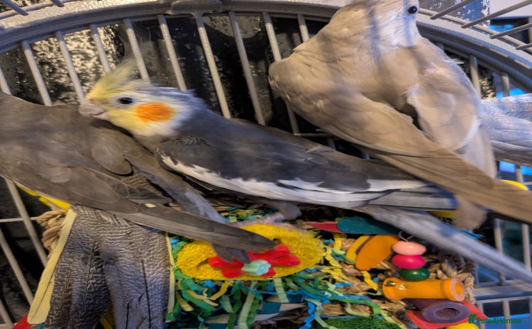 Cockatiels birds - Advert 3