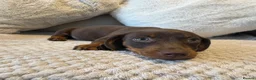 Miniature Dachshund dogs for sale: PRA Clear miniature dachshund puppies for sale  - Advert 6