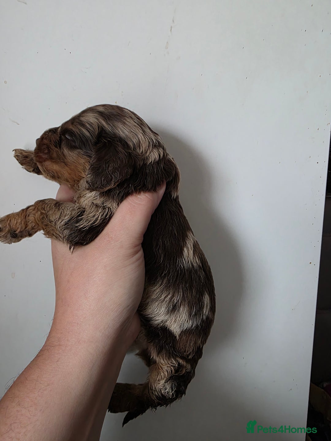 Cockapoo dogs for sale: Cockapoo puppies - Advert 27