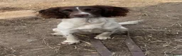 English Springer Spaniel dogs for sale: English springer spaniel puppies - Advert 4