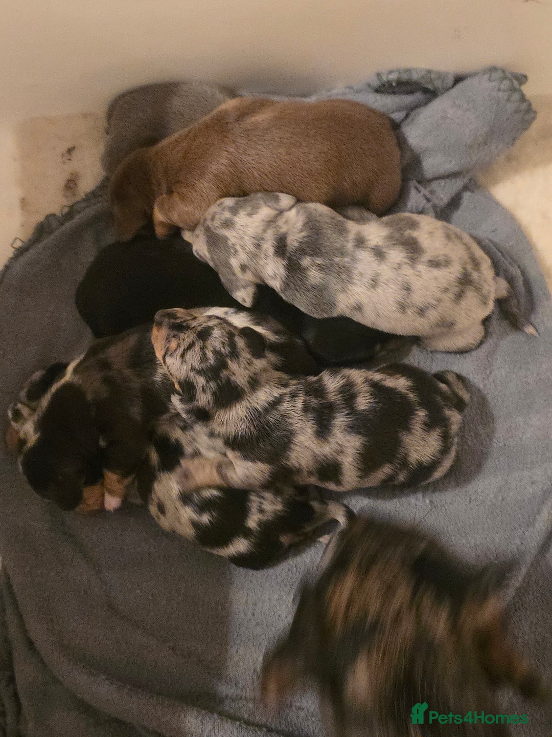 Miniature Dachshund dogs for sale: Amazing miniture dachshund puppies  - Image 19