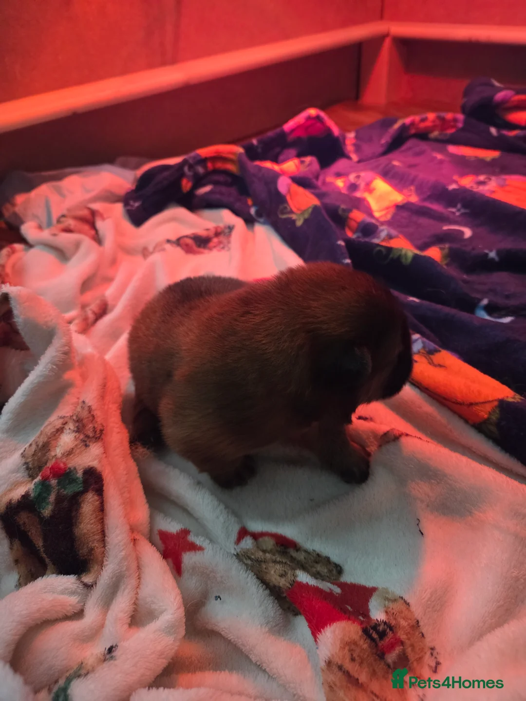 Chow Chow dogs for sale: READY NOW !!! KC REGISTERED CHOW CHOW GIRL - Advert 22