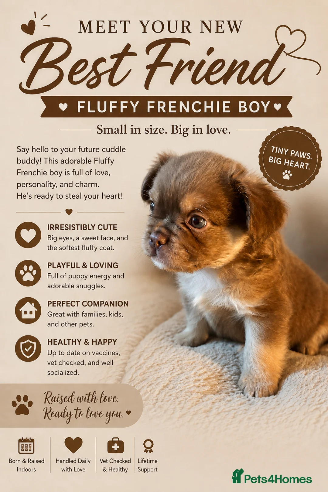 French Bulldog dogs for sale: Fluffy French bulldogs  - Advert 2