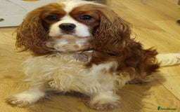 Cavapoo dogs for sale: Rare extensively health tested F1 cavapoos  - Image 5