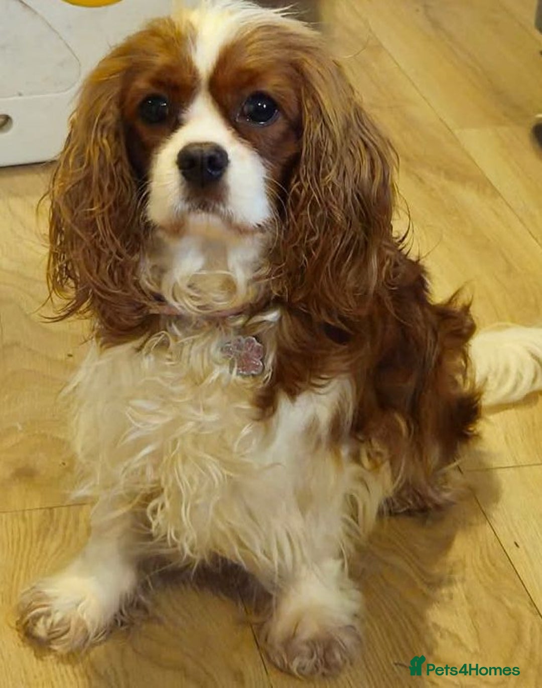 Cavapoo dogs for sale: Rare extensively health tested F1 cavapoos  - Image 5