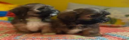 Lhasa Apso dogs for sale: RKC Registered Lhasa Puppies  - Advert 5