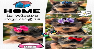 Yorkshire Terrier dogs - Advert 3