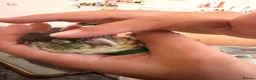 Conures birds for sale: Friendly & Tame 2-YearTurquoise Green Cheek Conure - Advert 4
