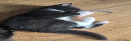 Mixed Breed cats for sale: Last two kitten ready to leave nest  in London - Advert 3