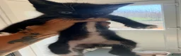 Mixed Breed cats for sale: Litter of 6 babies ready end of August - Advert 5