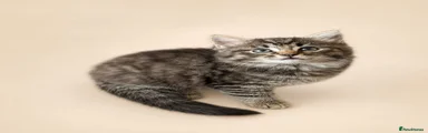 Mr Full Tabby