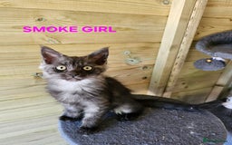 Maine Coon cats for sale: Maine Coon  - Image 6