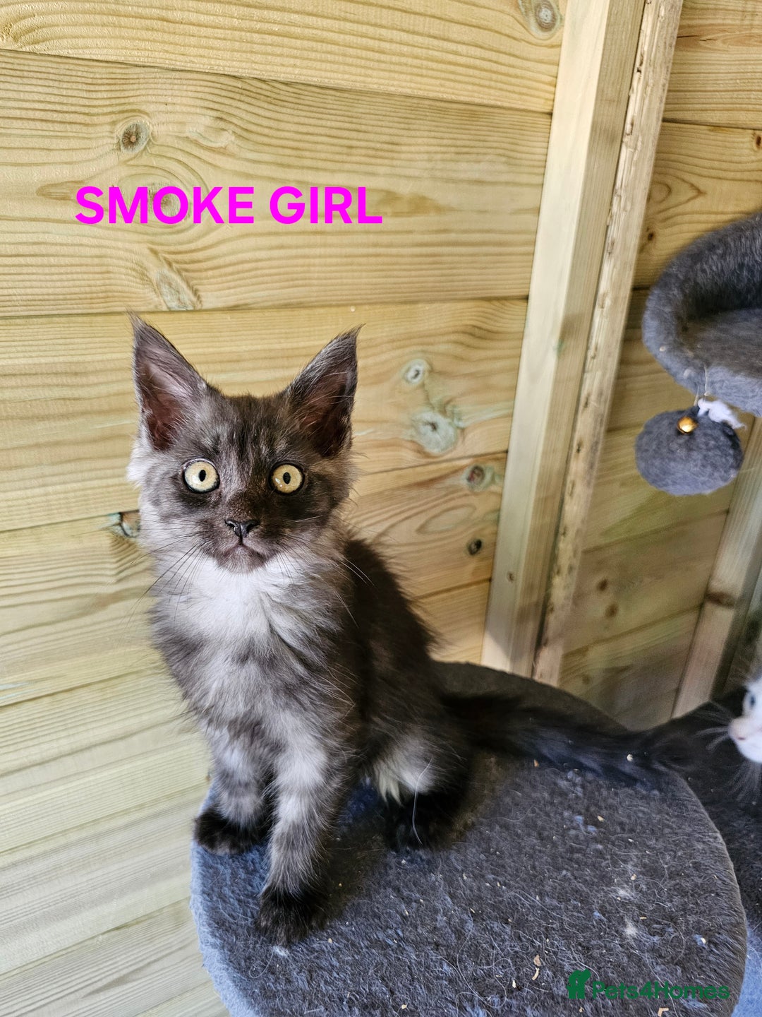 Maine Coon cats for sale: Maine Coon  - Image 6