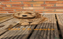 Cavapoo dogs for sale: Beautiful Cavapoo F1b for sale - Image 4