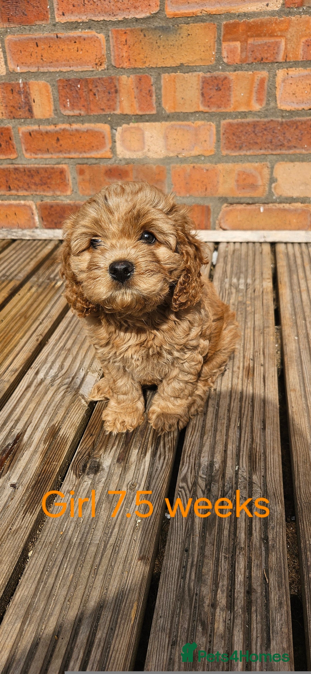 Cavapoo dogs for sale: Beautiful Cavapoo F1b for sale - Image 4
