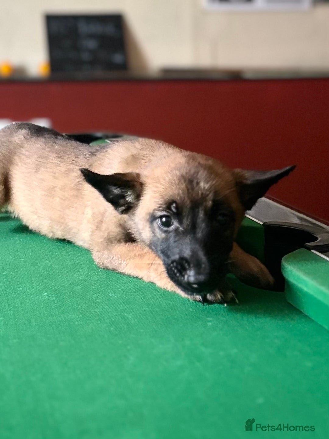 Belgian Shepherd Dog dogs for sale: Belgian Malinois puppy LILO - Image 12