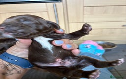 Cocker Spaniel dogs for sale: Beautiful, family cocker spaniels available - Image 10