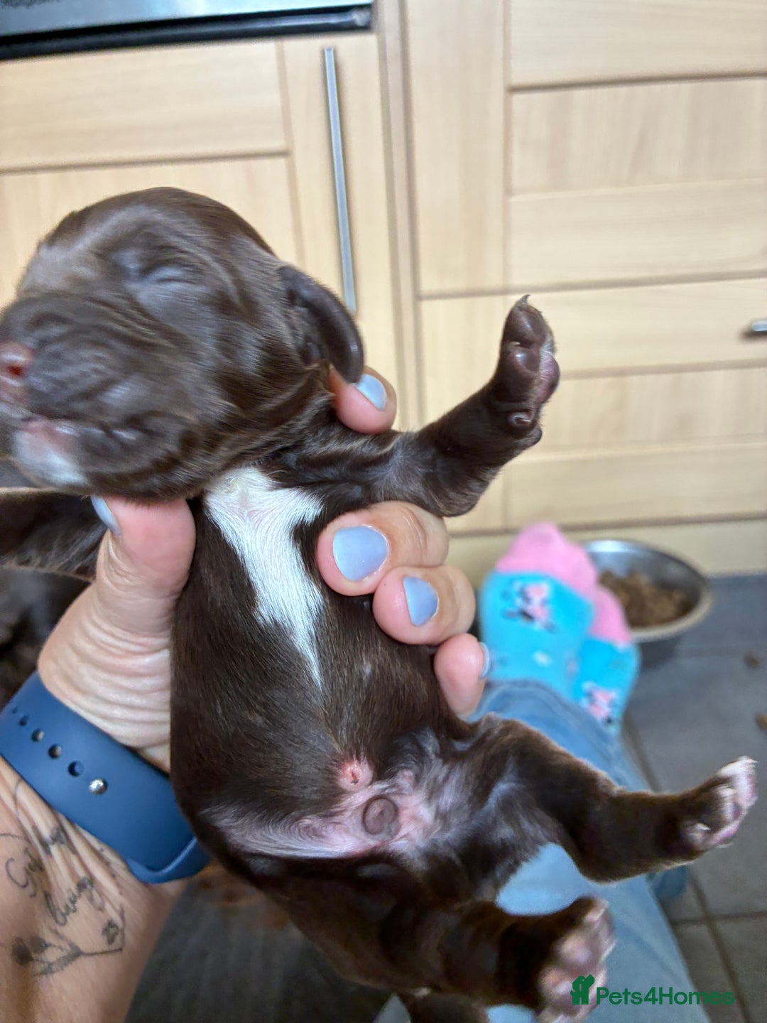 Cocker Spaniel dogs for sale: Beautiful, family cocker spaniels available - Image 10