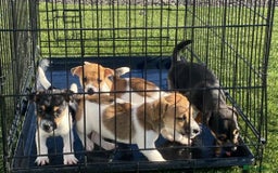 Jack Russell dogs for sale: Jack Russell pups  - Image 2