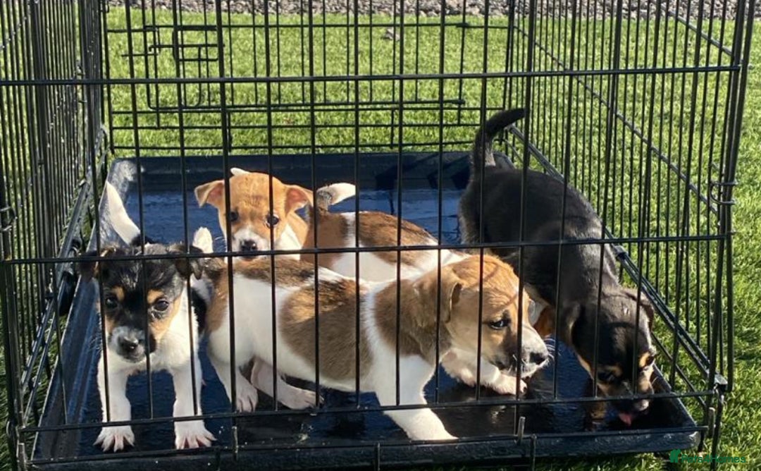 Jack Russell dogs for sale: Jack Russell pups  - Image 2