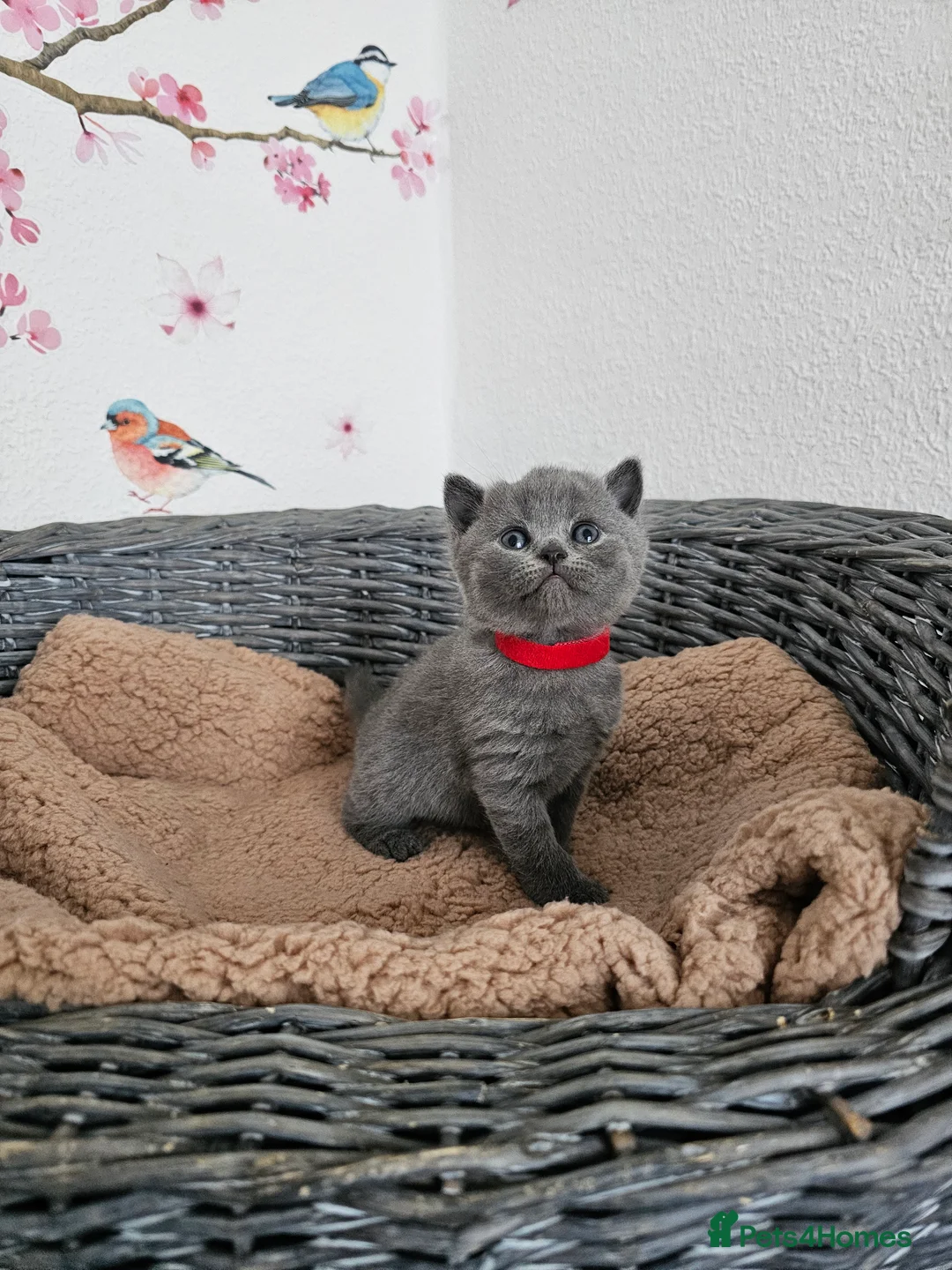 British Shorthair cats for sale: Gccf British shorthair kittens - Advert 11