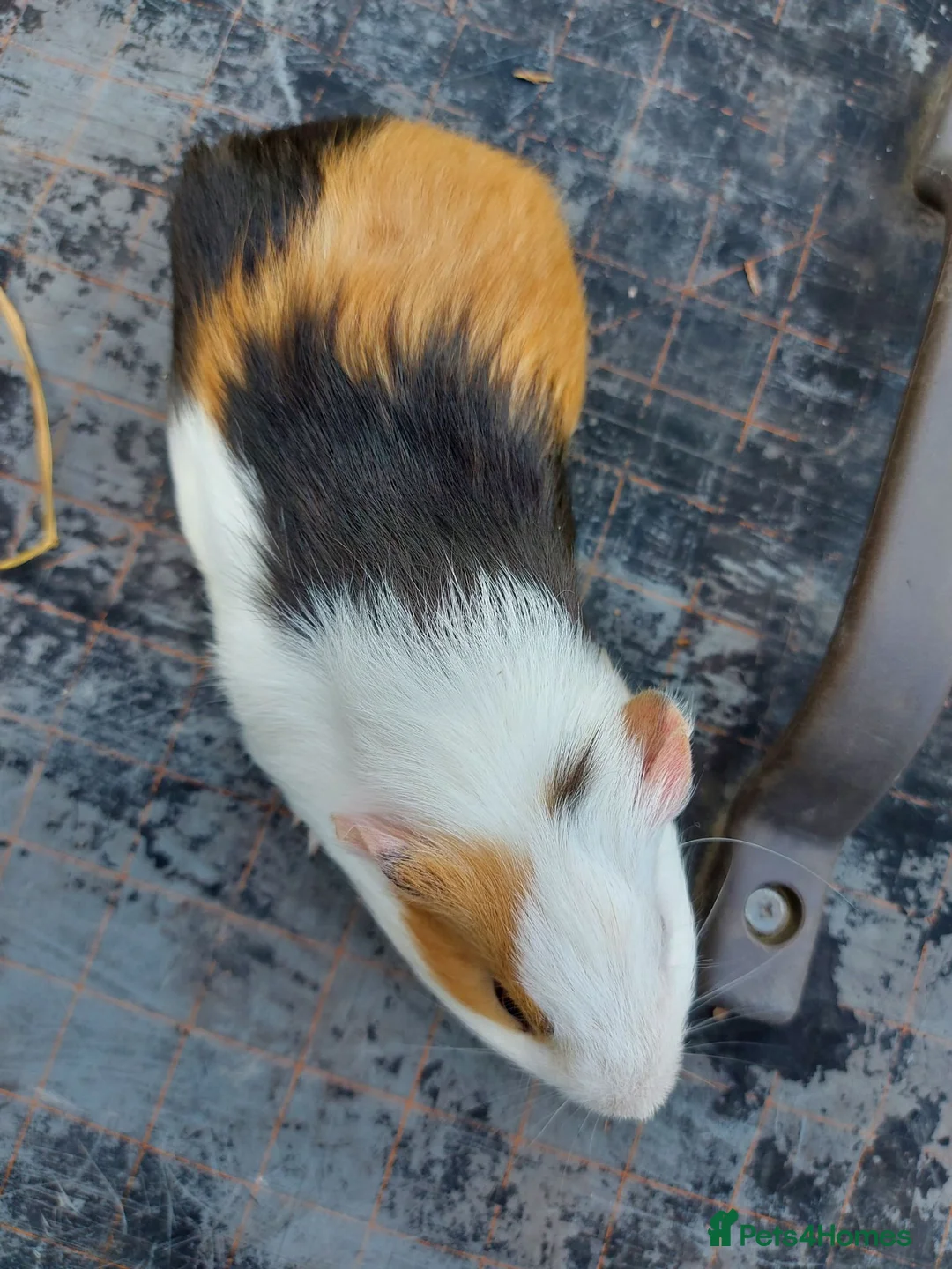 Guinea Pig rodents for sale: Beautiful baby Guinea PIgs - Advert 5
