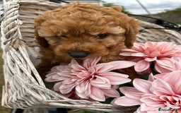 Cockapoo dogs for sale: YANKYDOODLES  ( COCKERPOOS) - Image 7