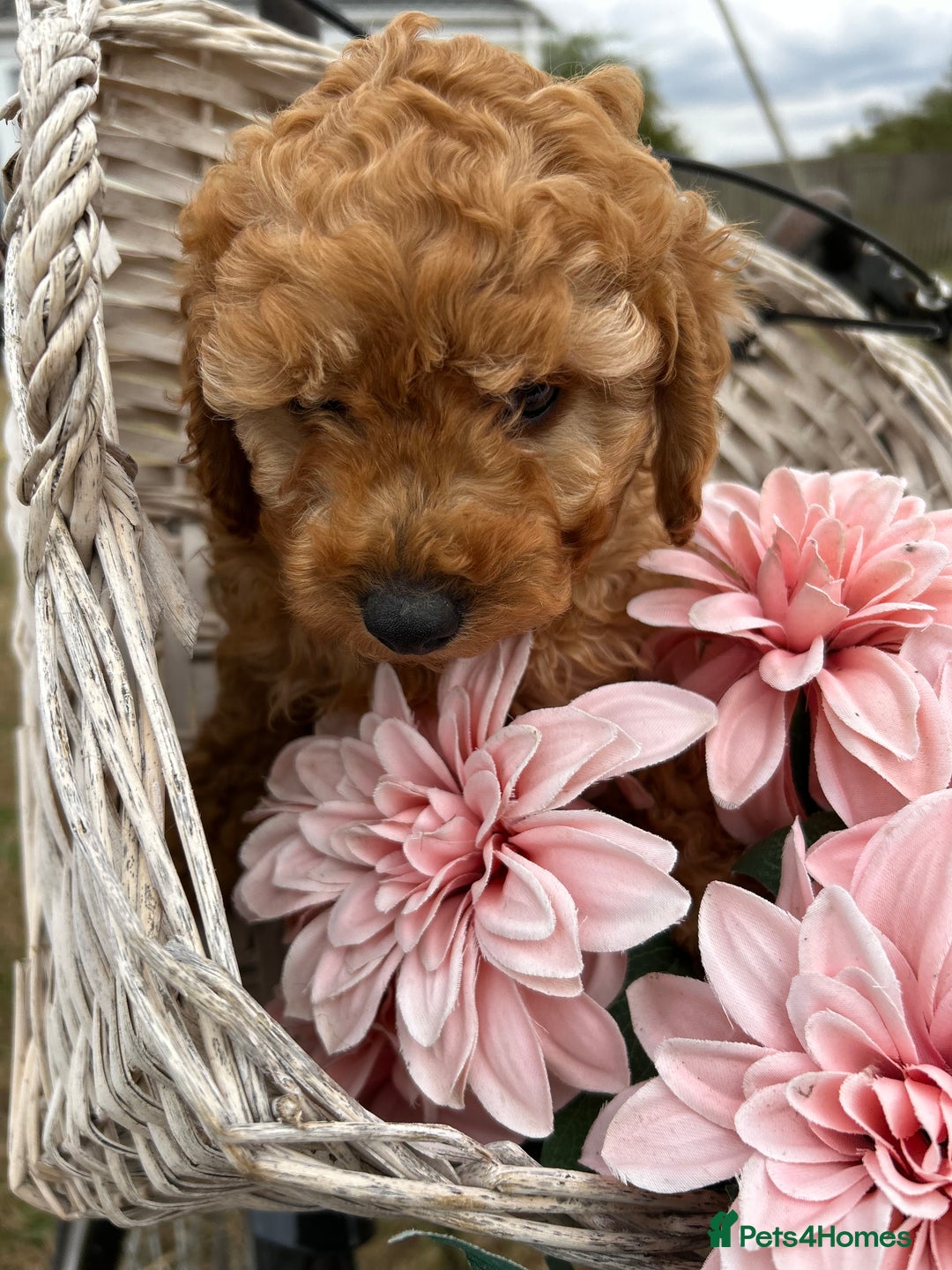 Cockapoo dogs for sale: YANKYDOODLES  ( COCKERPOOS) - Image 7