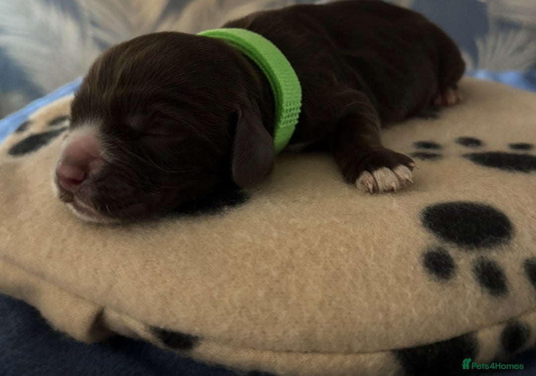 Cocker Spaniel dogs for sale: 🐶 COCKER SPANIEL PUPPIES 🐶  - Advert 12