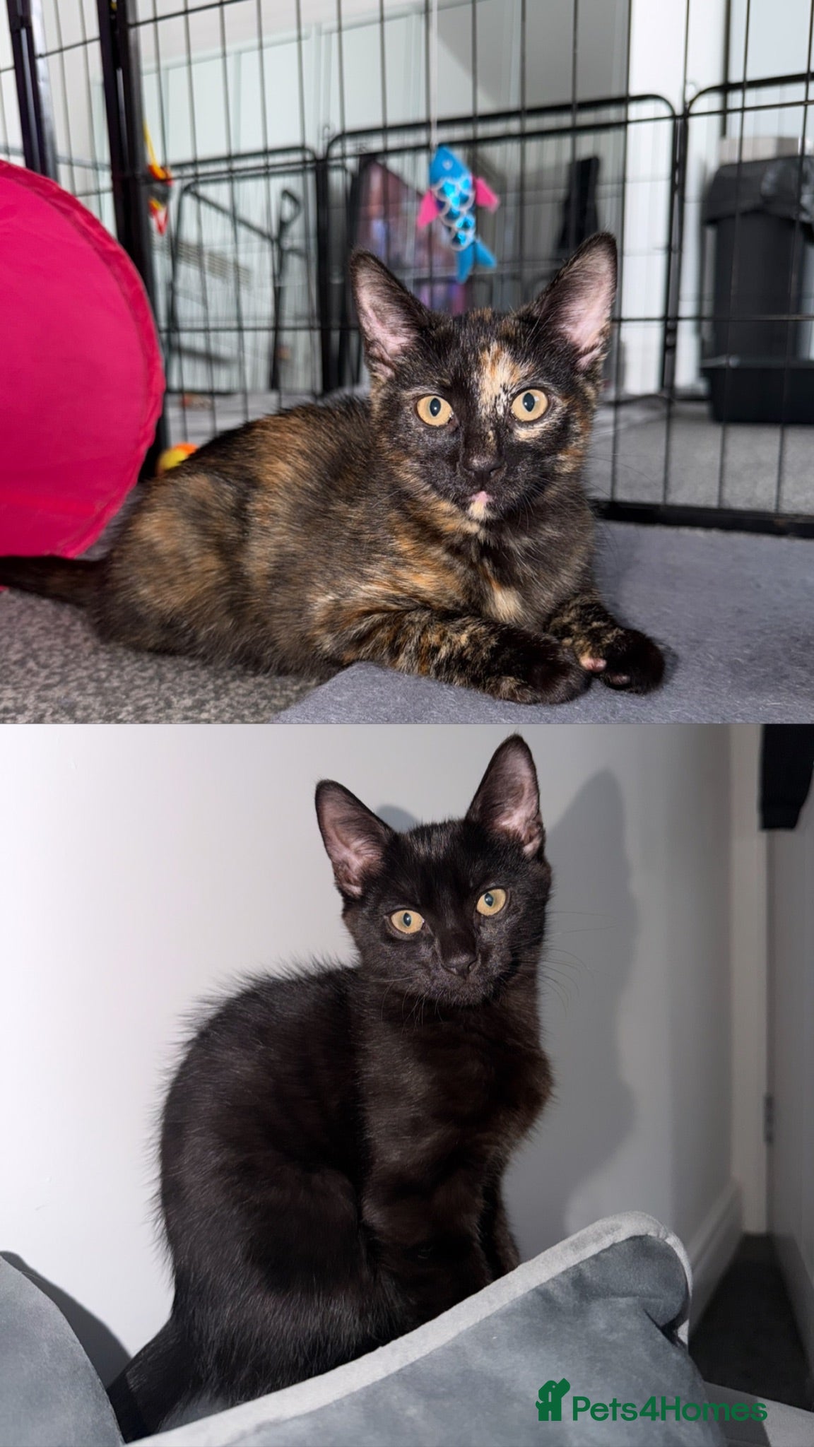Mixed Breed cats 2 beautiful kittens  - Advert 13