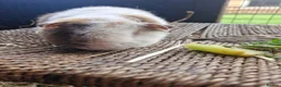 Guinea Pig rodents for sale: Pure bred Teddies both boys - Advert 4