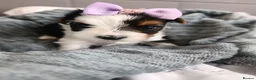 Biewer Terrier dogs for sale: 🐕Yorkshire terrier- Luxury Colors🤍🧡🖤🤎 - Advert 3