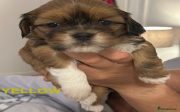Lhasa Apso dogs for sale: Full Pedigree KC REG LHASA APSO PUPPIES !!! - Image 17