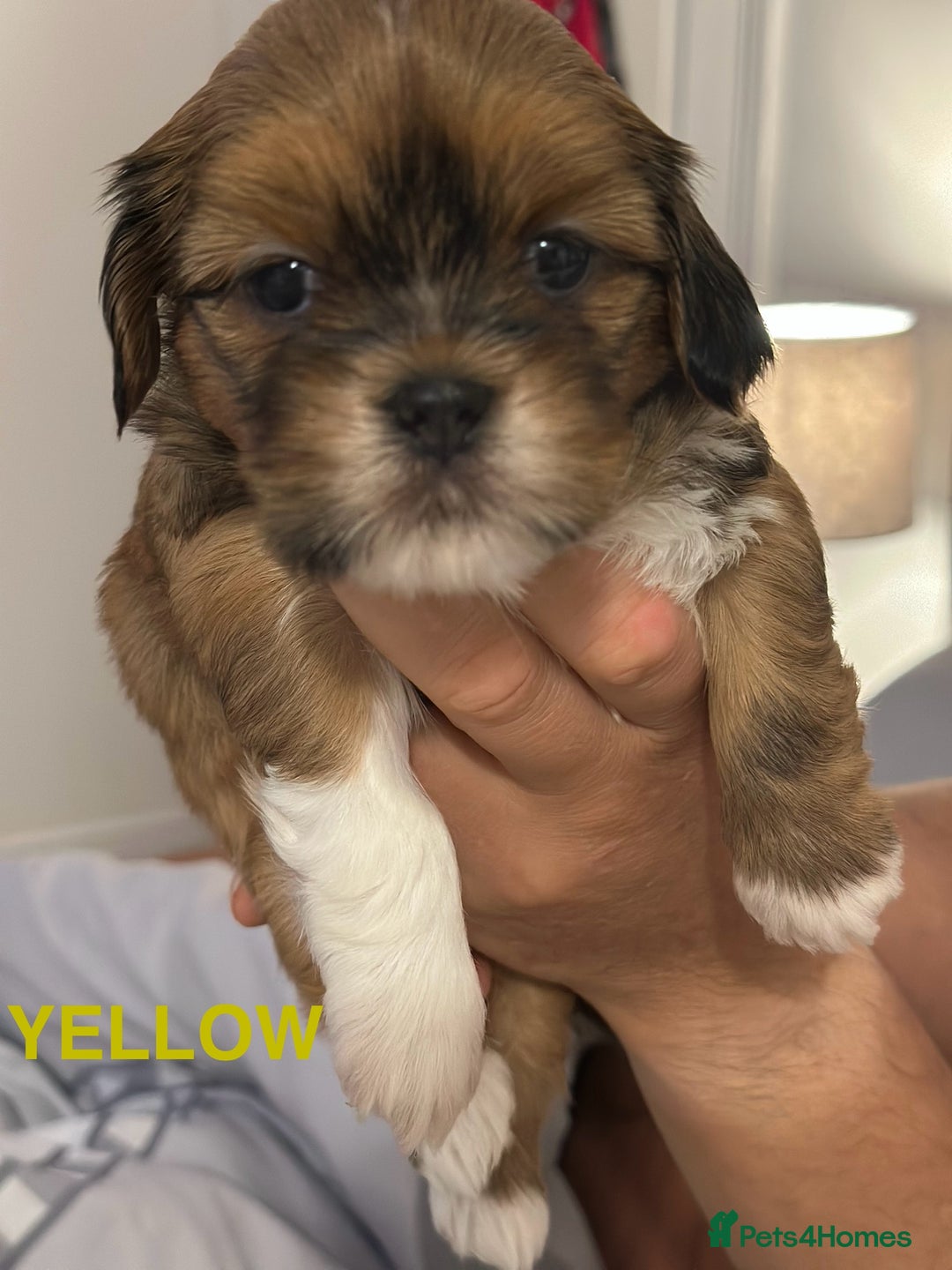 Lhasa Apso dogs for sale: Full Pedigree KC REG LHASA APSO PUPPIES !!! - Image 17