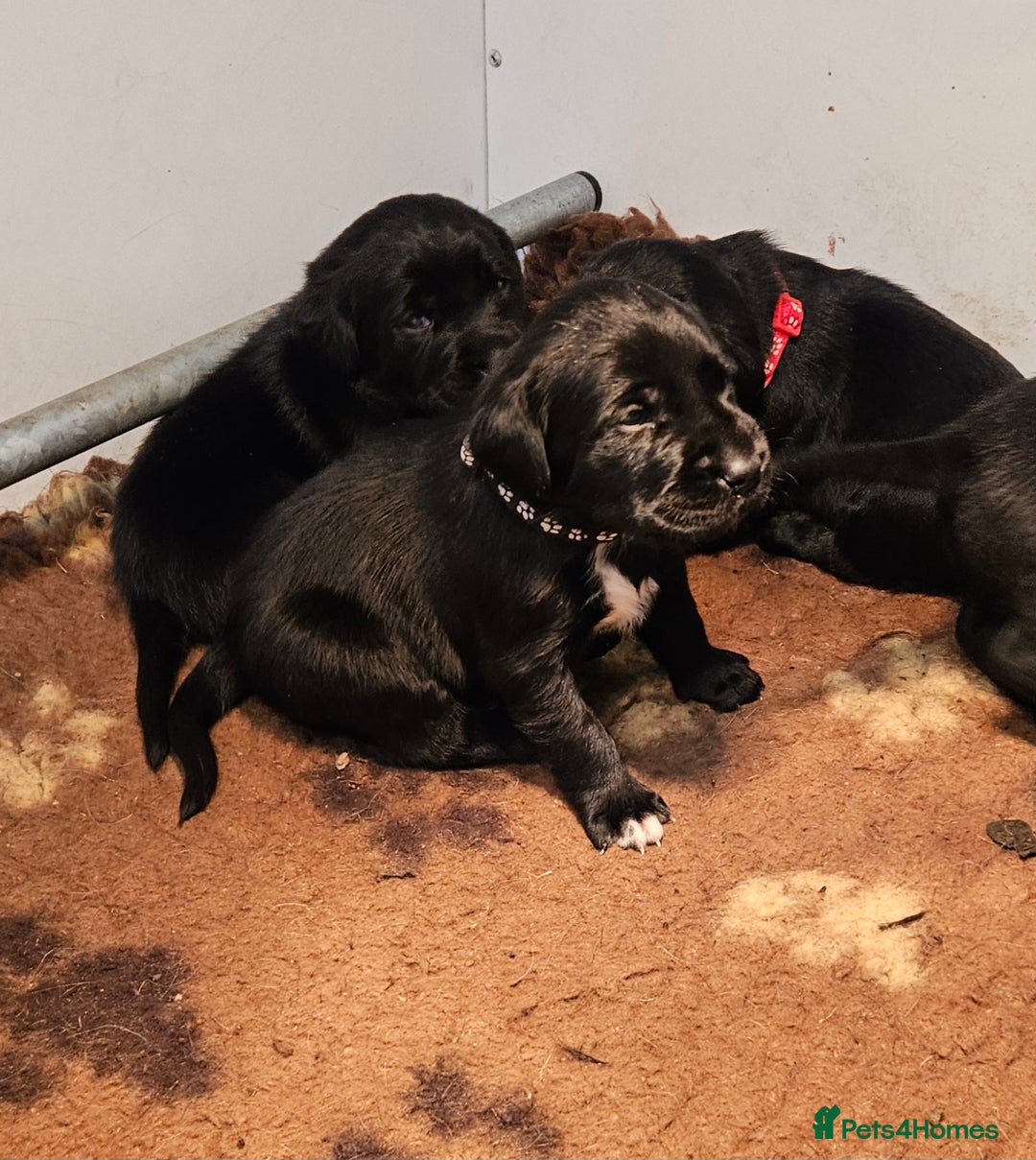 Labrador Retriever dogs for sale: Black labrador x gwp puppies working or pet homes - Advert 24