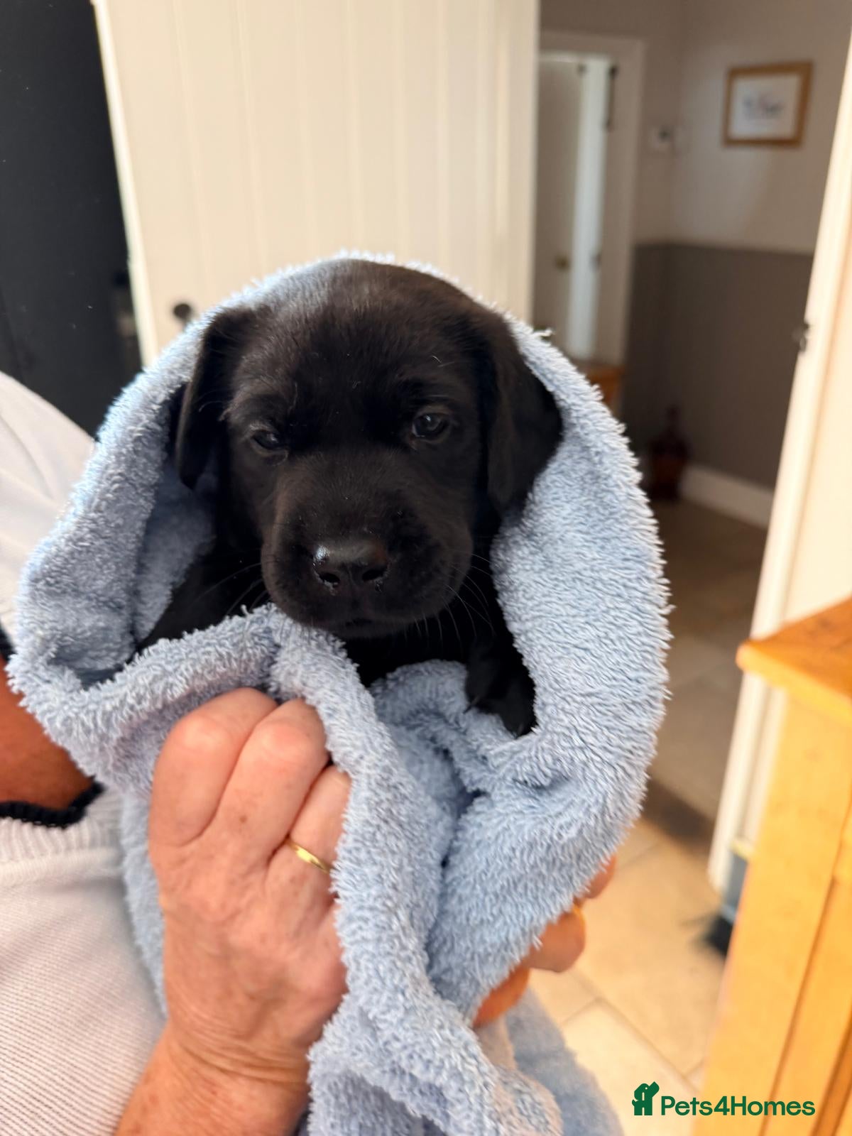 Labrador Retriever dogs KC Registered, Fully Health Tested  - Advert 2