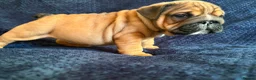 English Bulldog dogs for sale: Quality English bulldogs  - Advert 4