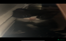 Domestic Shorthair cats for sale: Domestic short hair kitten  - Image 2