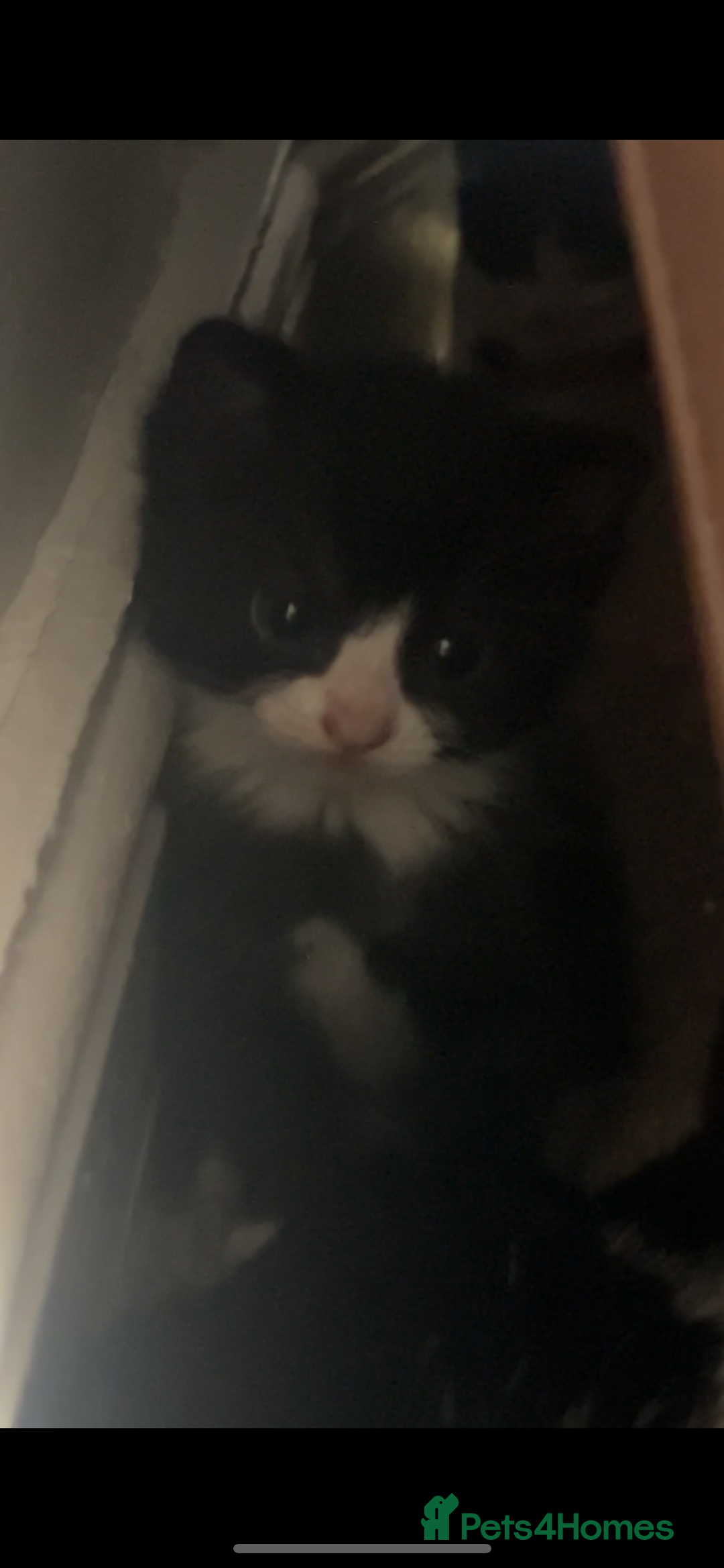 Domestic Shorthair cats for sale: Domestic short hair kitten  - Image 2