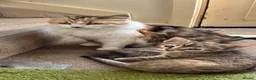 Mixed Breed cats for sale: Kittens  - Advert 14