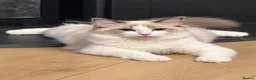 Ragdoll cats for sale: GCCF & TICA Blue Point & White Bicolour  - Advert 1