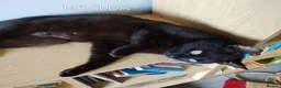 Mixed Breed cats for adoption: MATILDA - Advert 2