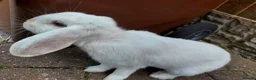 Mixed Breed rabbits for sale: Male rabbit for sale in Lincoln - Advert 4