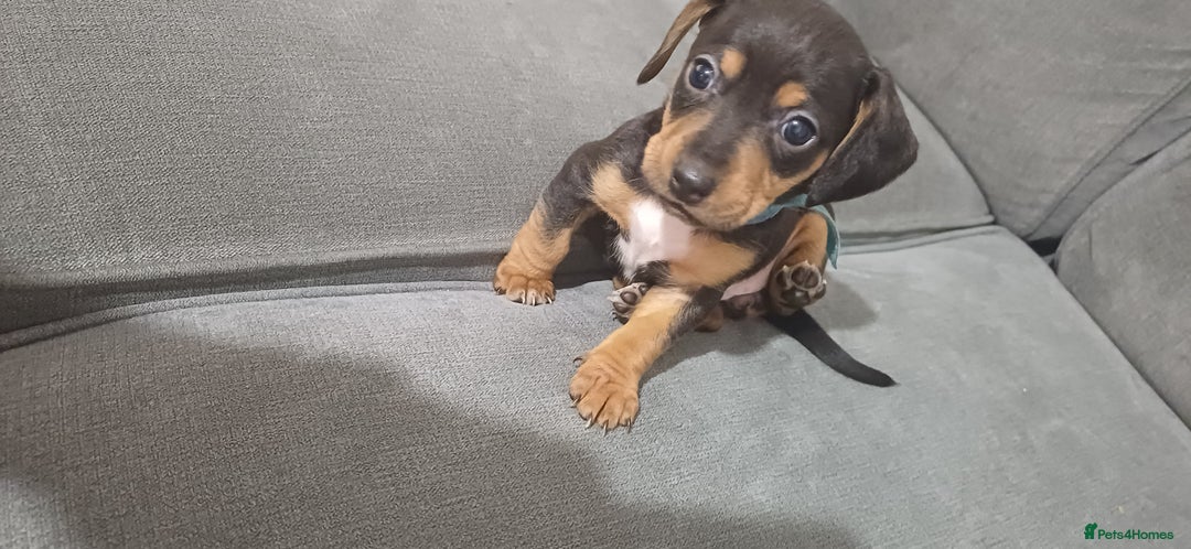 Mixed Breed dogs for sale: Ready to leave now - Advert 9